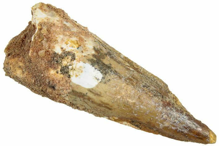 Fossil Spinosaurus Tooth - Real Dinosaur Tooth #313001